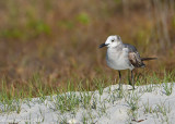 Laughing Gull