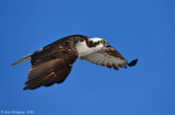 Osprey
