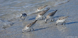 Sanderlings