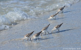 Sanderlings