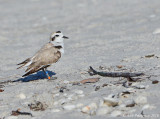 Snowy Plover