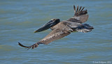 Brown Pelican