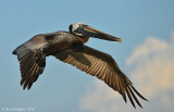 Brown Pelican
