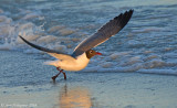 Laughing Gull at Sunset