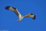 Osprey