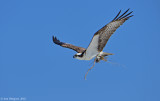 Osprey