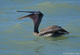 Brown Pelican with a Fish