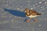 Ruddy Turnstone