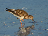 Ruddy Turnstone