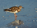 Ruddy Turnstone