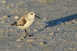Sanderlings
