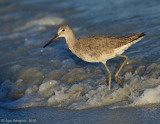 Willet