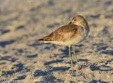 Willet