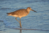 Willet