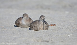 Resting Willets