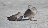 Resting Willets