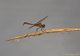 Four-spotted Pennant
