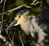 Black-crowned Night Heron
