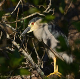 Black-crowned Night Heron