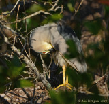 Black-crowned Night Heron