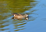 Blue-winged Teal