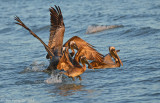 Brown Pelicans