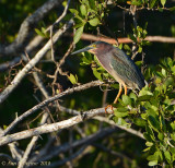 Green Heron