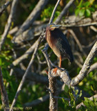 Green Heron