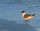 Laughing Gull