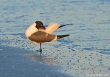 Laughing Gull Preening