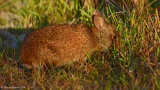 Marsh Rabbit