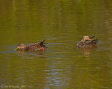 Mottled Ducks