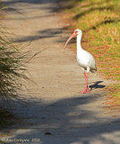 White Ibis Out for a Stroll