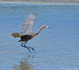 Reddish Egret