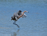 Reddish Egret