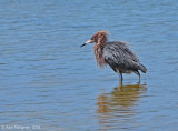 Reddish Egret
