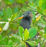 Anhinga