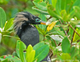 Anhinga