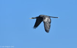 Anhinga