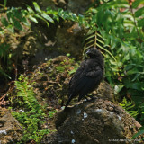 Boat-tailed Grackle Fledgling