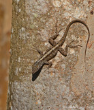 Brown Anole