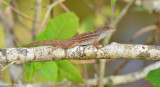 Brown Anole