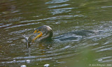 Double-crested Cormorant with Catfish