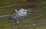 Double-crested Cormorant with Catfish