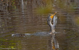 Double-crested Cormorant with Catfish