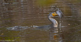 Double-crested Cormorant with Catfish