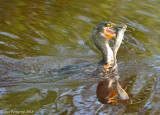 Double-crested Cormorant with Catfish