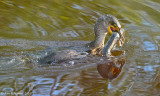 Double-crested Cormorant with Catfish