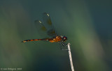 Four-spotted Pennant