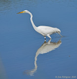 Great Egret